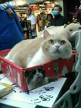 ◆香港の猫店長って？