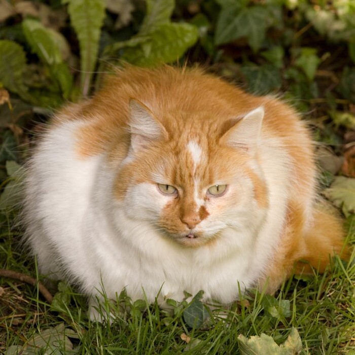 猫のお腹のタプタプは肥満？愛猫の体型の不思議を解明します！