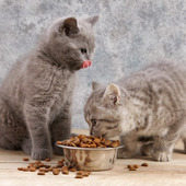 猫の食事に困ったら☆肥満・好き嫌い・ダイエットの食事記事のまとめ