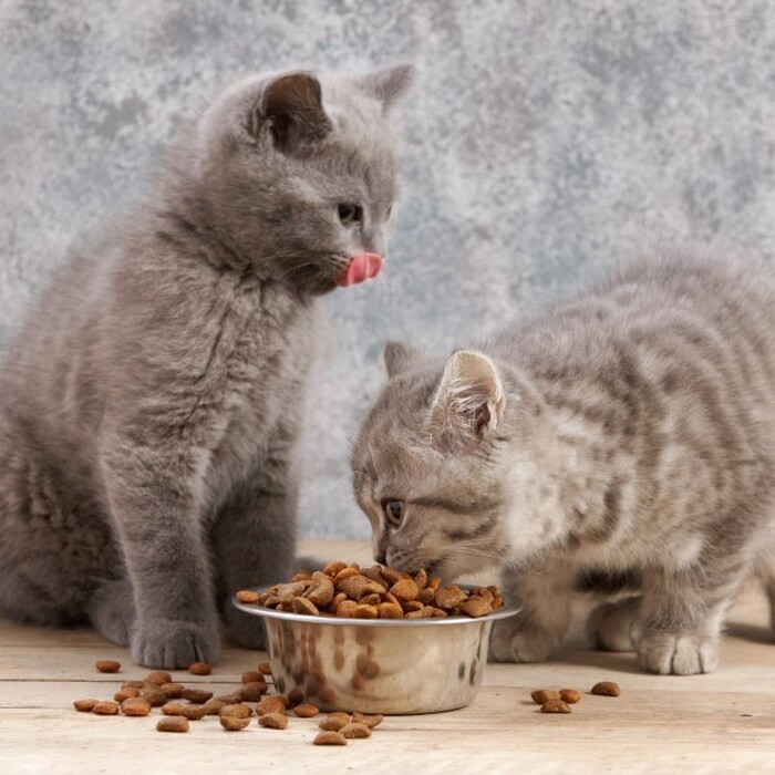 猫の食事に困ったら☆肥満・好き嫌い・ダイエットの食事記事のまとめ