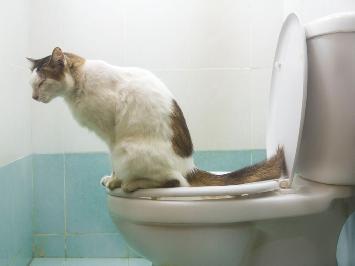 『流せる猫砂』♥猫砂基礎知識とトイレに詰らせないためのコツ～コツ編～