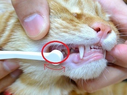 猫の口臭の原因は歯周病
