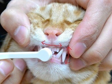 猫の歯周病は治りにくい