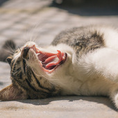 【猫の歯周病】2歳以上の猫はご用心！猫の歯周病の治療は全身麻酔！