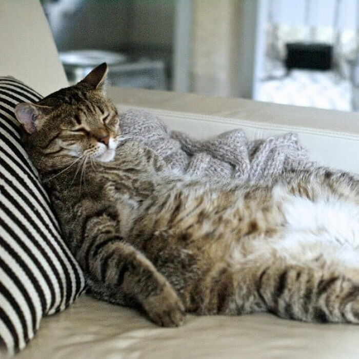 【猫の肥満】冬の時期は要注意！デブ猫に多い猫の病気