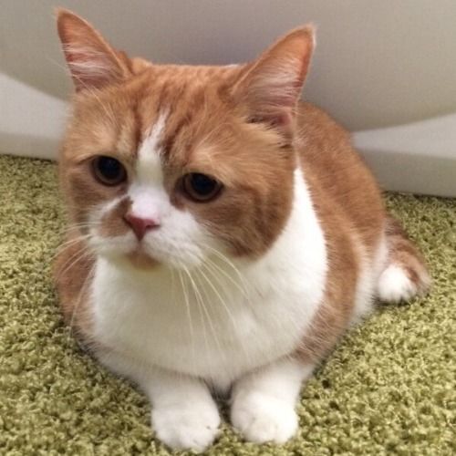 春馬君が絶賛！愛猫にしてあげたいマッサージ方法とは
