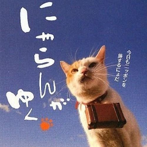 CMで活躍する有名な猫タレント3選！