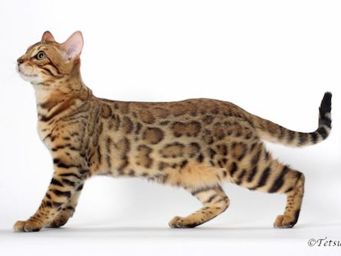 人工的に作られた猫ーベンガル