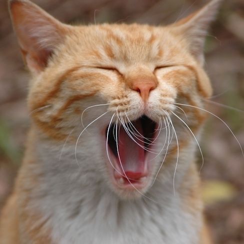 猫のあくびは「不満」のサイン