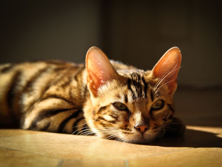 日溜まりの猫は幸せそう♥猫が陽向を好む3つの理由