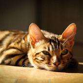 日溜まりの猫は幸せそう♥猫が陽向を好む3つの理由