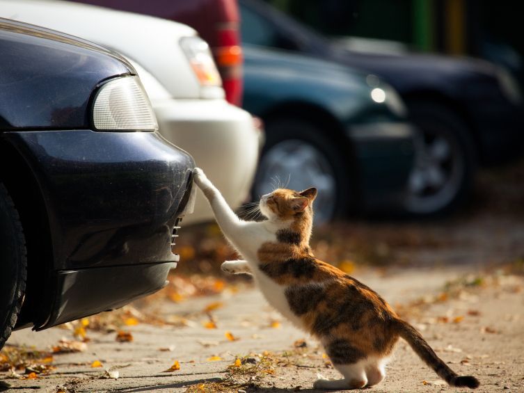 猫が家出したらココを探せ！猫がいそうなチェックポイントはこの3つ