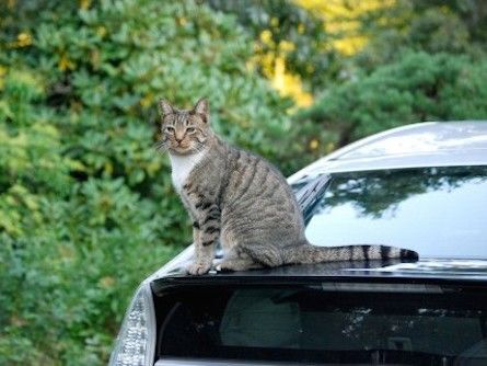 チェックポイント③車の下・駐車場