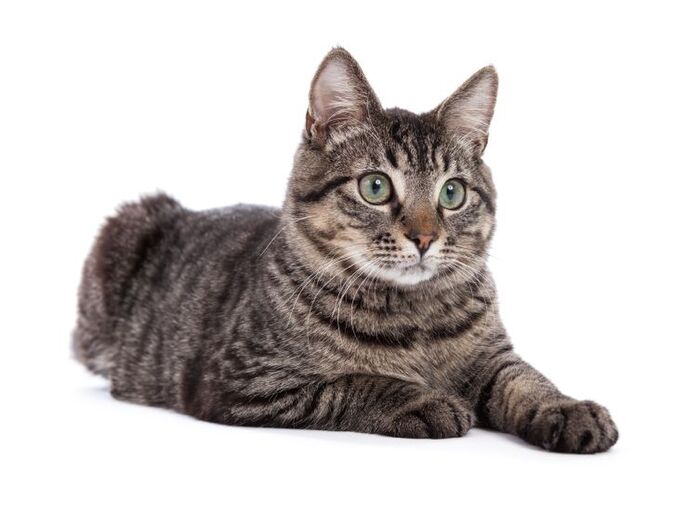 最も野生に近い猫は「キジトラ」この猫の魅力をご紹介します♪