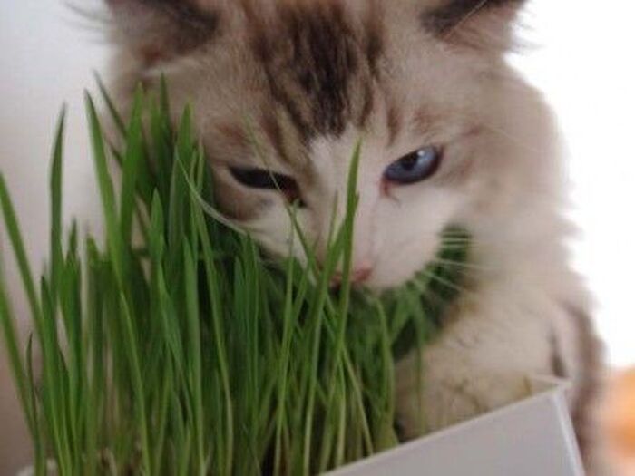 どうして猫草を食べるの？