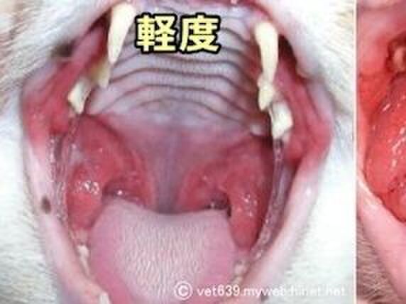猫特有の病気、慢性歯肉口内炎とは