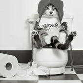 トイレに猫のうんちを流すのはNG！流しちゃダメな3つの理由