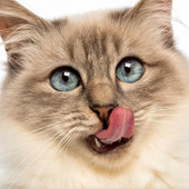 ペロペロされるといたい！猫の舌が『ザラザラ』してる理由って？ 