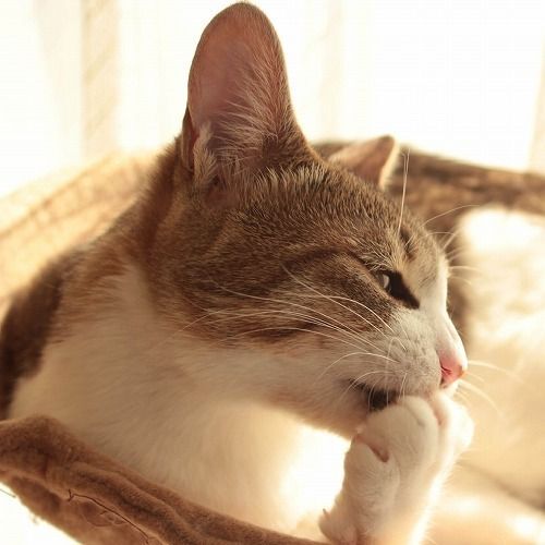 猫は「匂い」で気持ちを表す？猫のフェロモンには3つの意味があるらしい