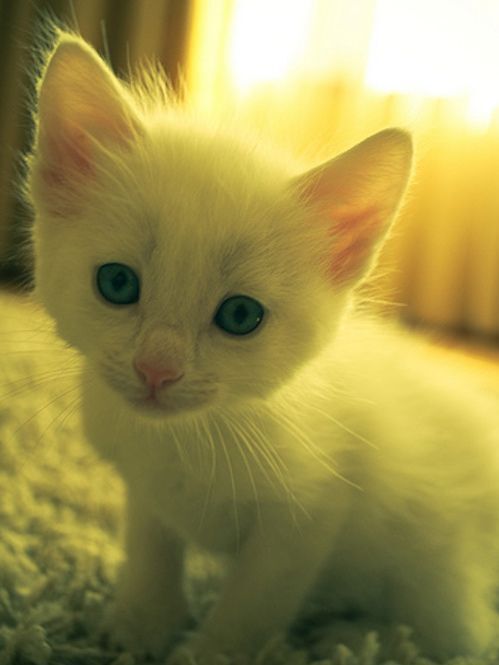 生まれた時の仔猫の瞳は全てブルー