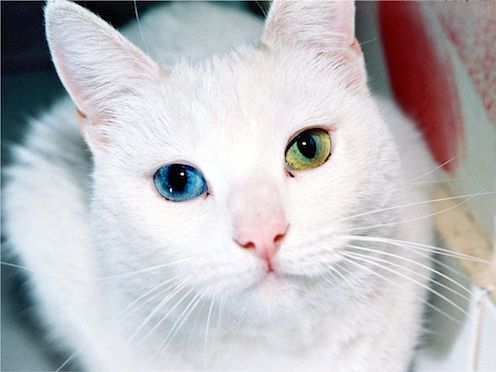 猫の目の色で珍しいタイプは