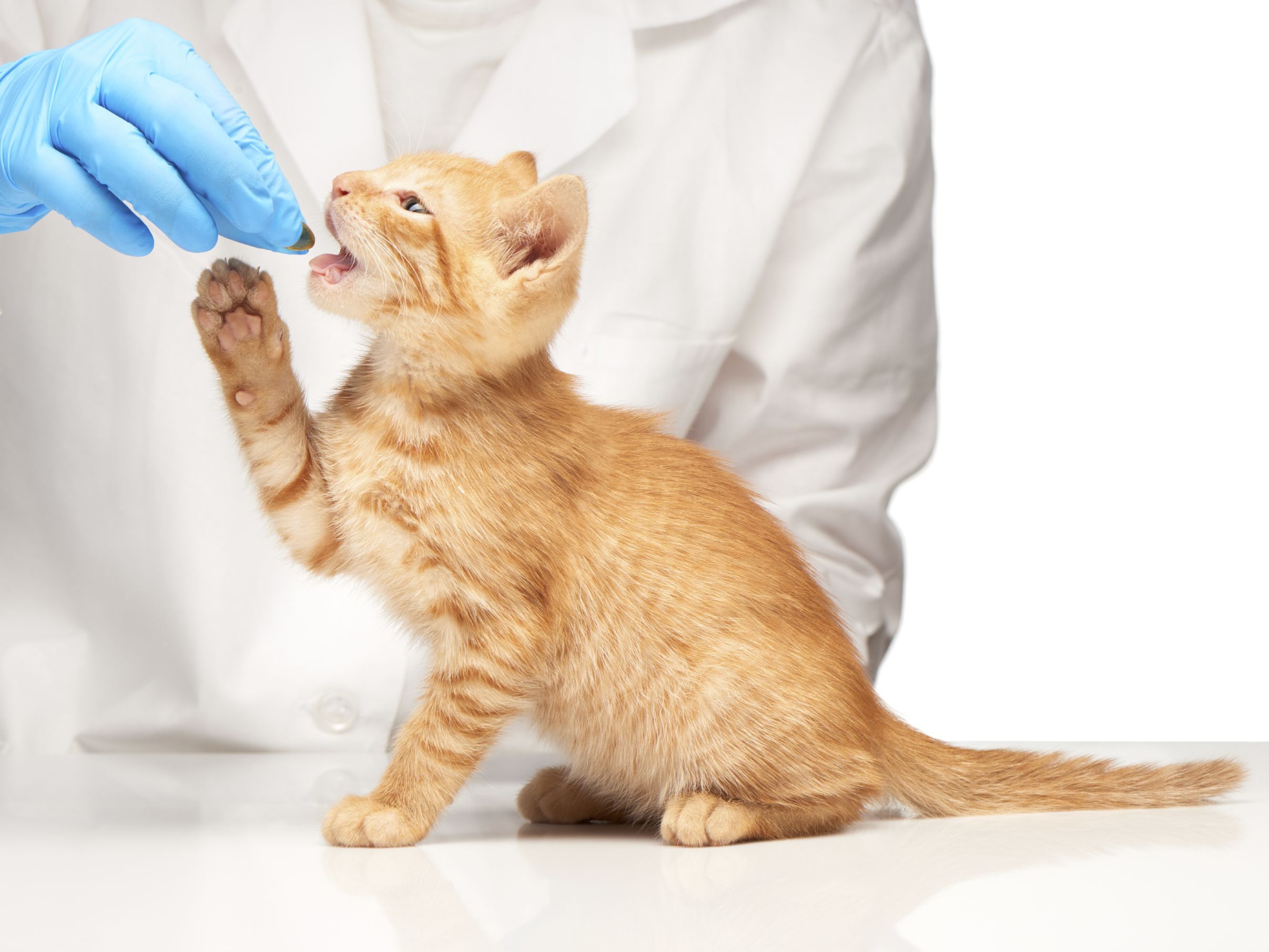 実は獣医師も苦手らしい…。猫の目薬や薬を飲ませる時のコツとは