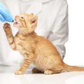 実は獣医師も苦手らしい…。猫の目薬や薬を飲ませる時のコツとは