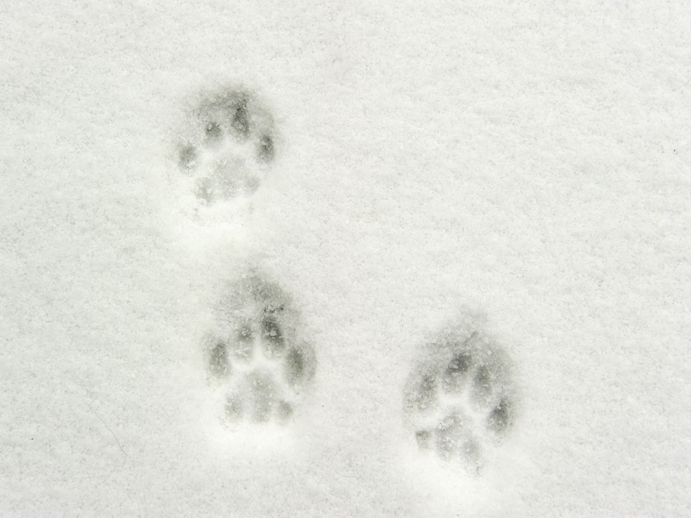 猫も庭を駆け回る！雪が大好きな猫たちまとめ