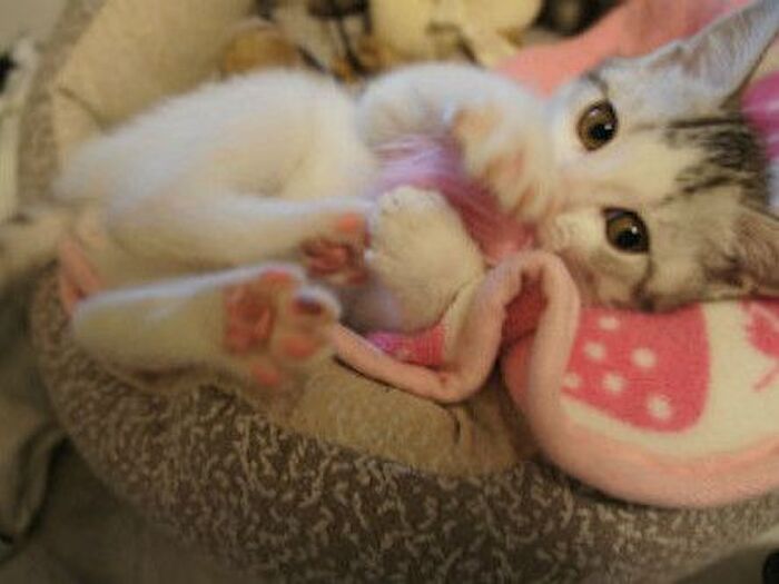 猫が毛布などの衣類を食べてしまうウールサッキング