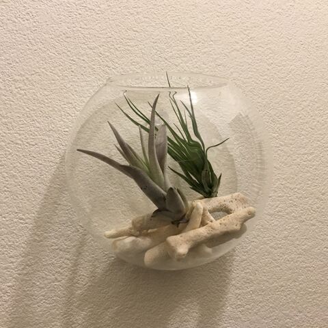 エアープランツのおしゃれな飾り方アイデア お部屋を魅力的な空間に 暮らしニスタ エアープランツのおしゃれな飾り方アイデア お部屋を魅力的な空間に 暮らしニスタ