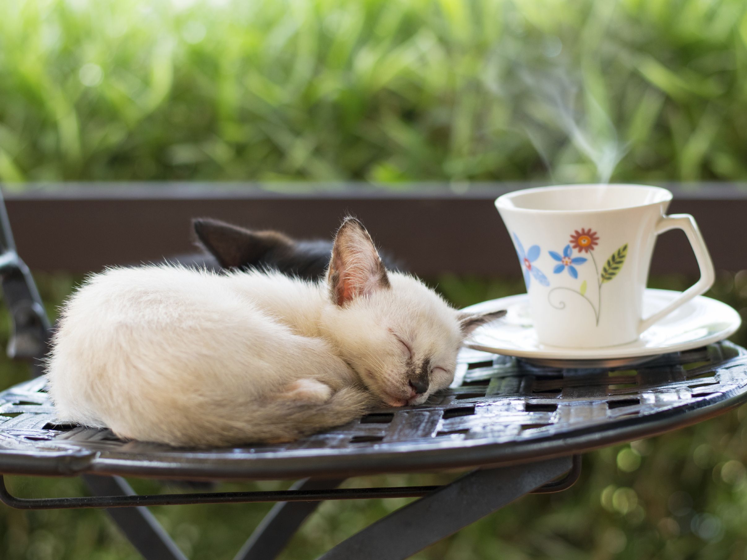 猫が緑茶を飲んじゃった！コレって大丈夫？猫に危険な飲み物とは