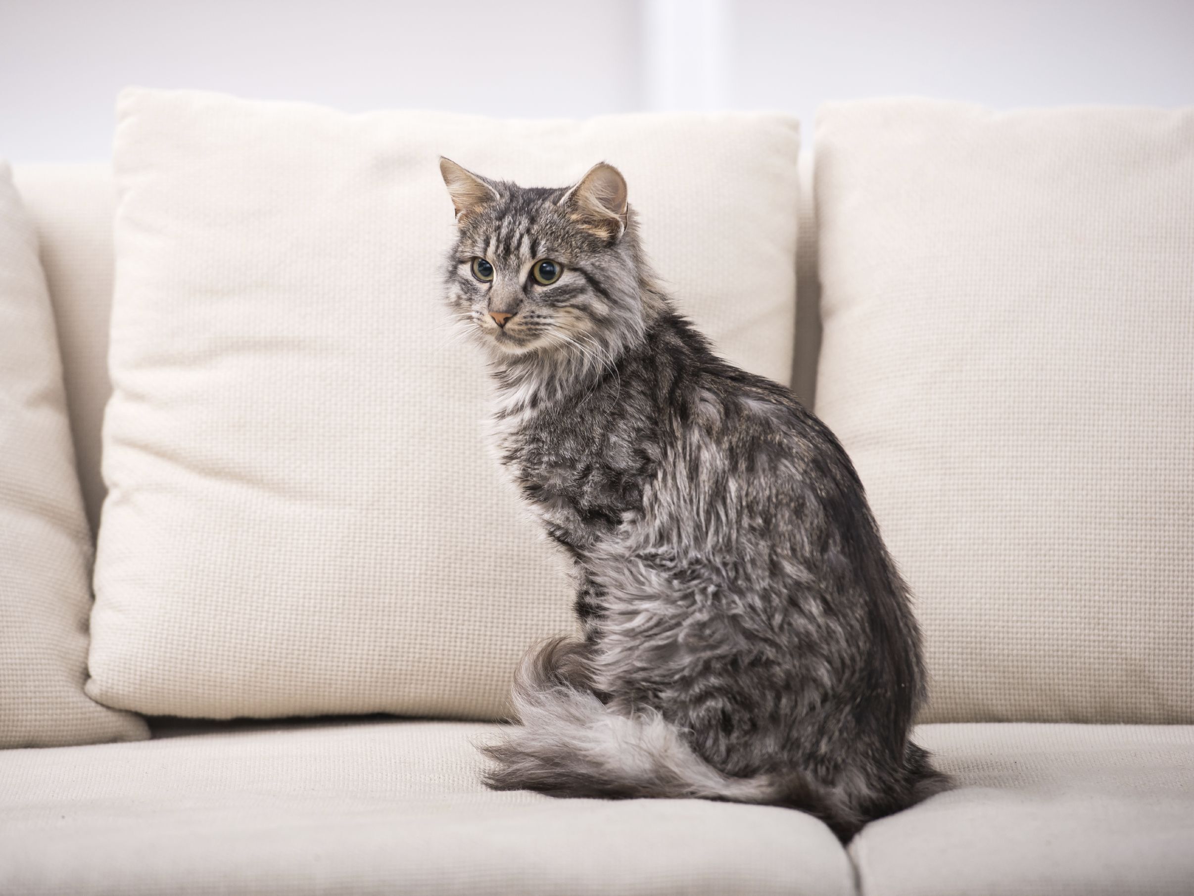 急な出張が！慌てなくて大丈夫。猫を留守番をさせるときの大事なコツ