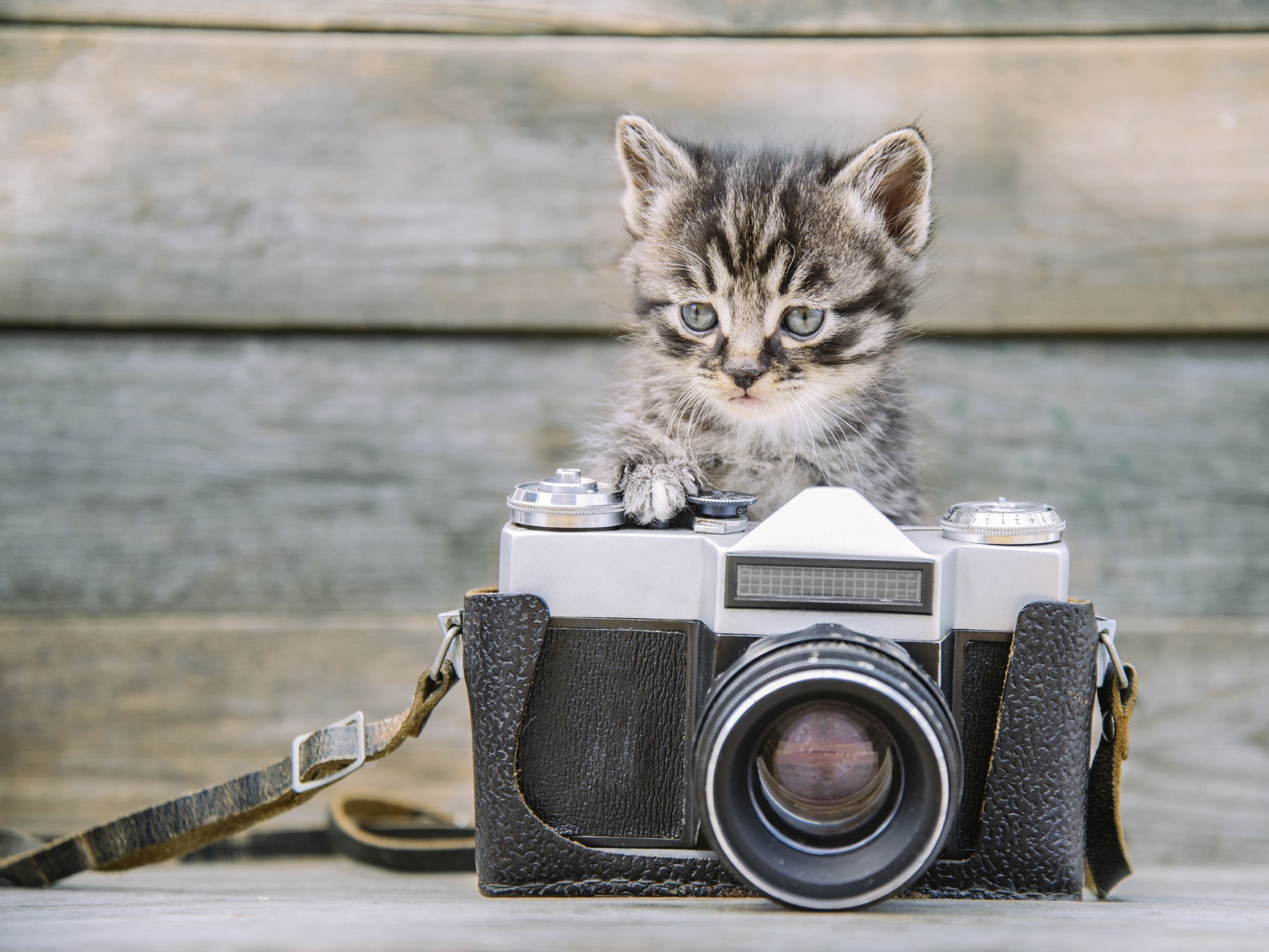 動物写真家　岩合さんに学ぶ「ねこの写真の撮り方」中級編