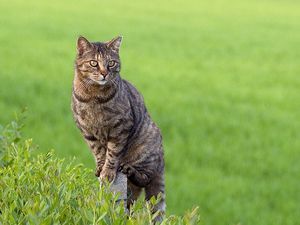 メス猫を撮る場合はお腹に注目