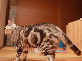 ルーズスキンができやすい猫がいる？