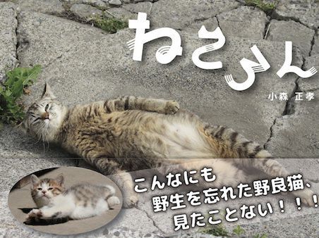 私もねころんが撮りたい！小森正孝氏に聞く野良猫を上手に撮る秘訣