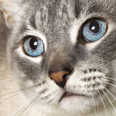 ネコの目やに☆「白い目やに」と「黒い目やに」があるけどそれはどう違うの？