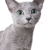 【ロシアンブルー】灰色の高貴な王子様♪　猫のロシアンブルーの特徴とは