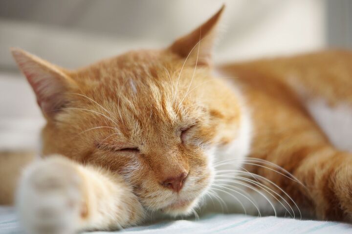 親子で泣ける!感動のオススメ動物映画5選