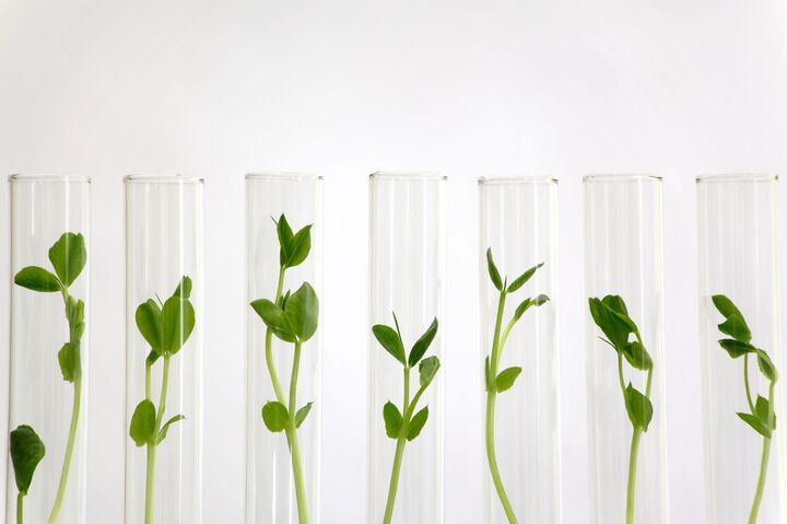 ガン発症率の増加も!?遺伝子組み換え食品に潜む落とし穴