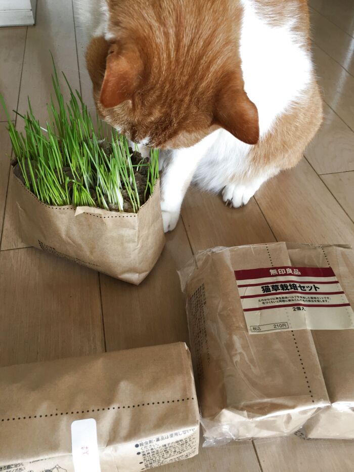 ねこ大好き！猫草栽培セット