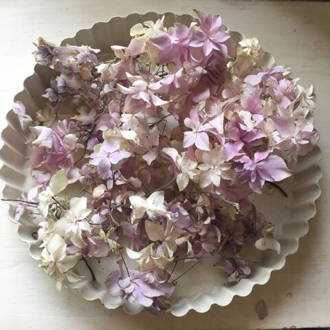 春の紫陽花を綺麗にドライフラワーにする方法 暮らしニスタ 春の紫陽花を綺麗にドライフラワーにする方法 暮らしニスタ