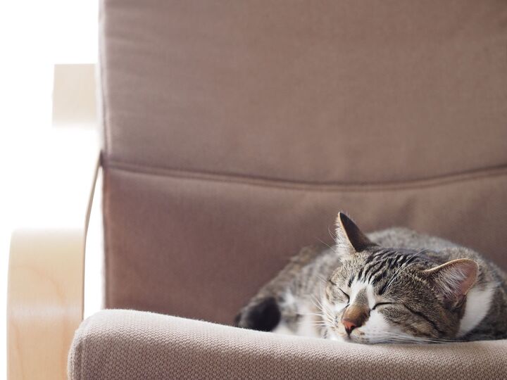 モノグサで片づけられない人に朗報!そんなあなたこそ時短の天才になれる!?