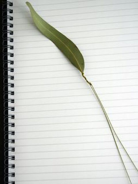 ドライのコサージュで無印ノートアレンジいろいろ 暮らしニスタ ドライのコサージュで無印ノートアレンジいろいろ 暮らしニスタ