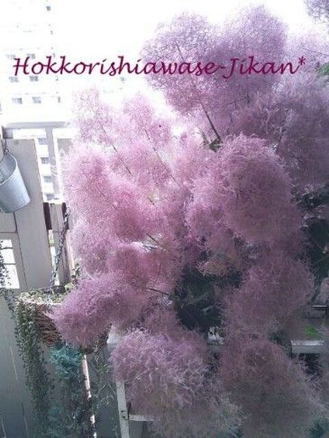 スモークツリーをドライフラワーにしてシックな大人インテリア 暮らしニスタ