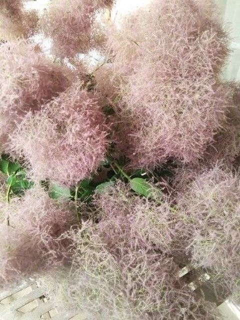 スモーク ツリー ドライ フラワー 作り方 100 で最高の画像 スモーク ツリー ドライ フラワー 作り方 100 で最高の画像