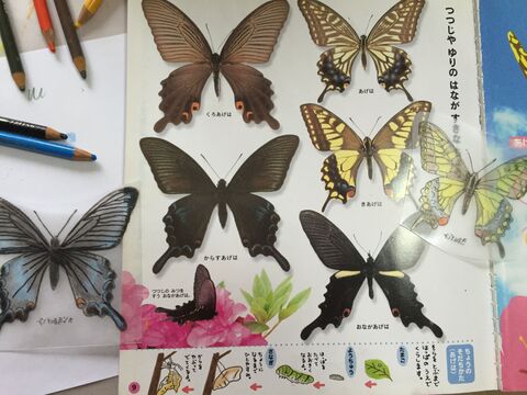 写して描いて プラ板で虫ピン標本箱の作り方 暮らしニスタ 写して描いて プラ板で虫ピン標本箱の作り方 暮らしニスタ