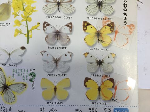 写して描いて プラ板で虫ピン標本箱の作り方 暮らしニスタ 写して描いて プラ板で虫ピン標本箱の作り方 暮らしニスタ