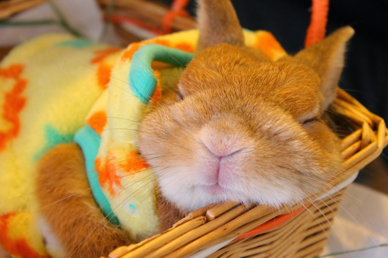 都会のオアシス!? ユニークなカフェで癒されよう!