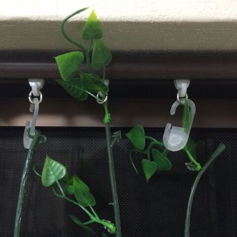 100均で作る緑のカーテン 暮らしニスタ 100均で作る緑のカーテン 暮らしニスタ